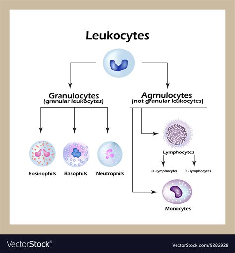 Types white blood cells infographics Royalty Free Vector