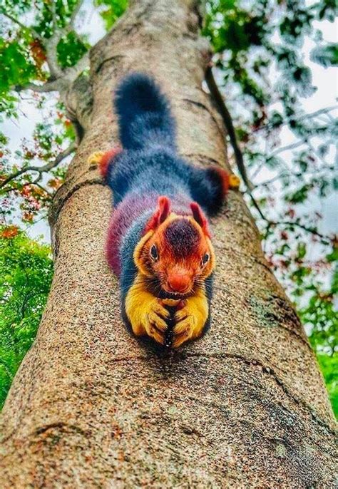 The multicolored Malabar giant squirrel, a large tree squirrel species ...