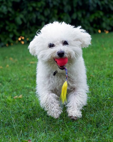 31 Hypoallergenic Dog Breeds for Allergy Sufferers