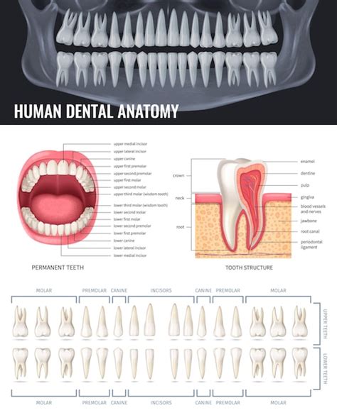 Free Vector | Human teeth realistic anatomy poster with jaw x-ray ...