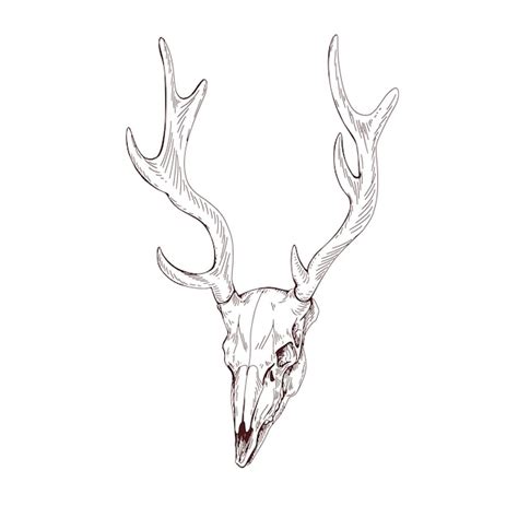 Premium Vector | Deer skull with horns. dead animals head bone with ...