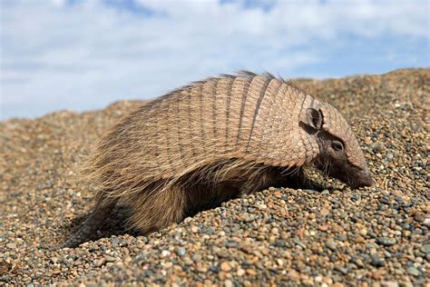 Hairy Armadillo Photograph by Francois Gohier - Fine Art America