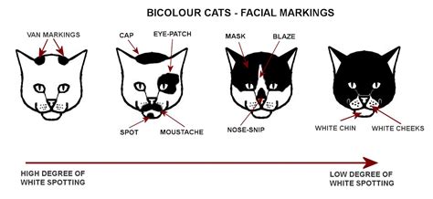 BICOLOURS - TUXEDO AND MAGPIE CATS