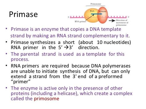 Enzymes and proteins in dna replication