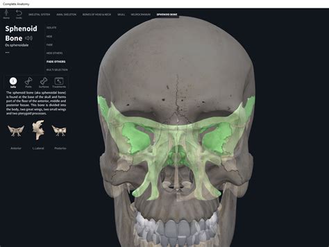 Bones: Skull, sphenoid. – Anatomy & Physiology