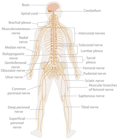 8.2 Introduction to the Nervous System – Human Biology