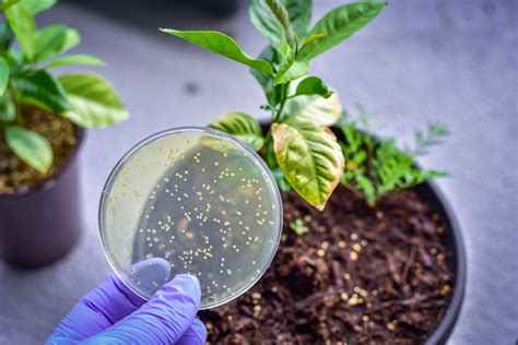 More Bacterial Competition Means Less Benefit for Plants