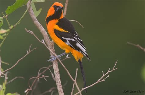 Altamira Oriole | BirdPhotos.com