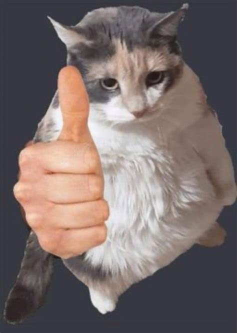 cat thumbs up looking at you