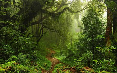 forest, Trees, Moss, Sunlight, Nature, Landscape, Green, Path ...