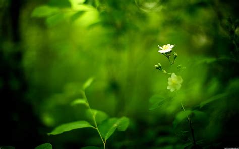 HD wallpaper: nature, white flowers, green background, plants ...