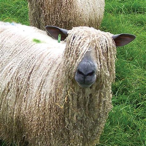 W Is For Warmth (and Wool): Brand-New and Rare Sheep Breeds | Spin Off