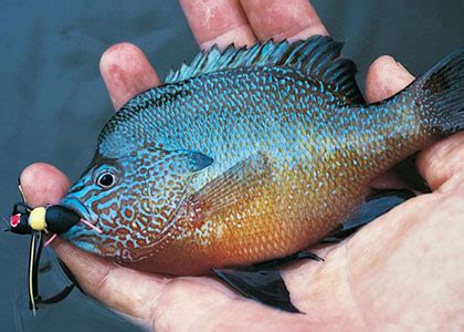 BlueGill Fishing – Educating Business