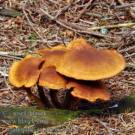 Gymnopilus sapineus - Alchetron, The Free Social Encyclopedia