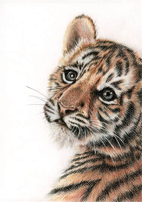 Tiger cub Drawing by Elena Trusova | Saatchi Art