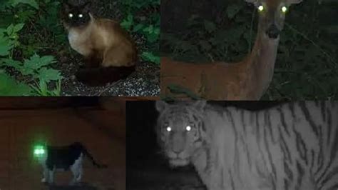 Why animal’s eyes shine in the dark: Scientific Reason