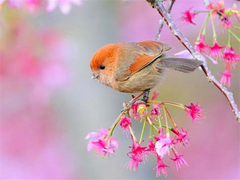 🔥 [50+] Beautiful Bird Wallpapers | WallpaperSafari