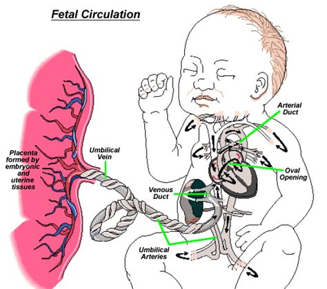 IMDOC: Fetal circulation!