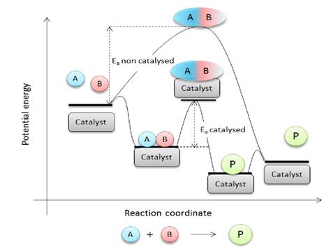 The potential energy diagram of the catalytic and non-catalytic ...