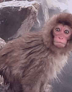 Miami Monkey GIF - Find & Share on GIPHY