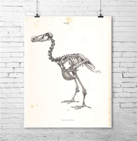 DODO Bird Skeleton Art Print Scientific Science Antique Illustration ...