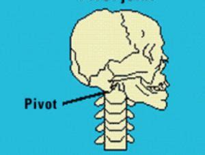 Pivot Joint Neck