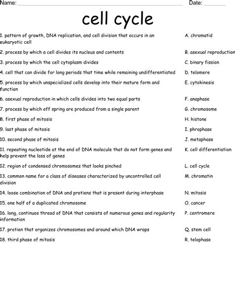 cell cycle Worksheet - WordMint