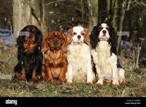 Dog Cavalier King Charles Spaniel four adults different colors (black ...