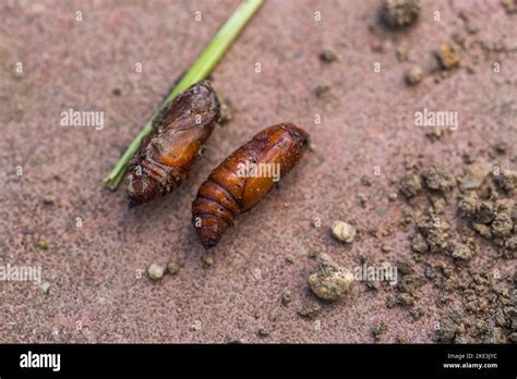 Pupa moth from the family owlet moths Noctuidae. Caterpillars of this ...