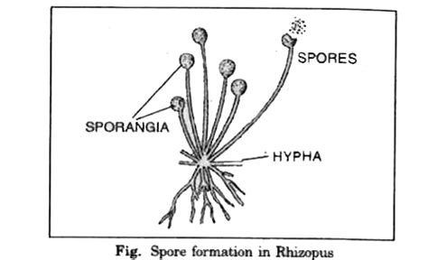 Discuss spore formation in fungi.