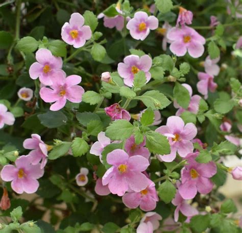 Bacopa (Sutera cordata MegaCopa™ Pink) - Garden.org