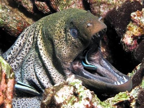 Giant Moray Eel – "OCEAN TREASURES" Memorial Library