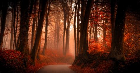 Download 3840x2160, Autumn Forest Path Wallpaper - Forest Hd Wallpaper ...