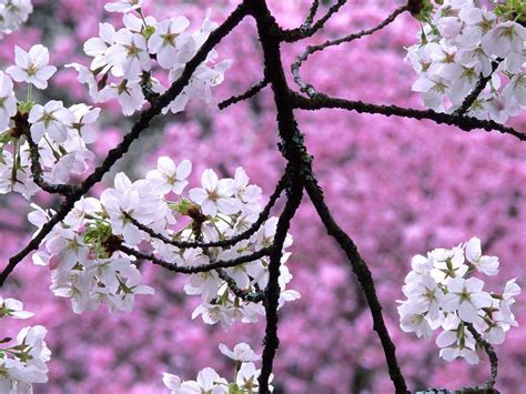 12+ Background Bunga Sakura Wallpaper - GAMBAR BUNGA