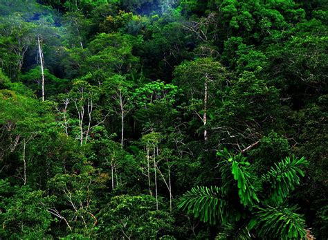 Tropical Forest and In High Resolution For 1920, Pacific Northwest ...