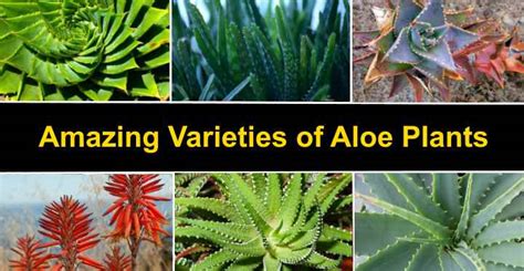 Types of Aloe Plants: Amazing Varieties of Aloe (Vera) Plants (Pictures)