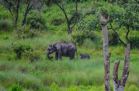 Wayanad Wildlife Sanctuary | Wayanad Region, India Wayanad Region ...