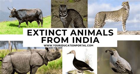 Extinct Animals from India | List Of Animals We Will Not See in India Again