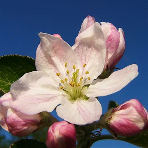 Apple blossom flower essence, handcrafted in Newport RI