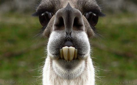 Funny Llama Face | Funny Animals