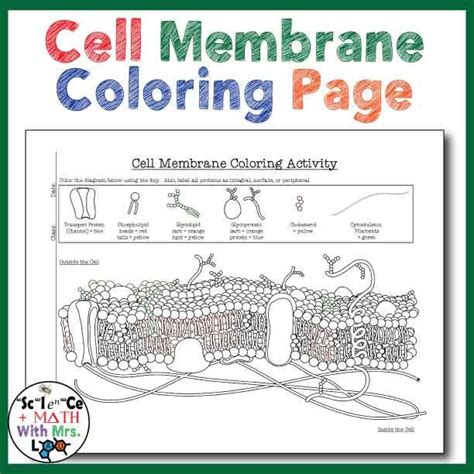 Cell Membrane Coloring Page! Students will better be able to visualize ...