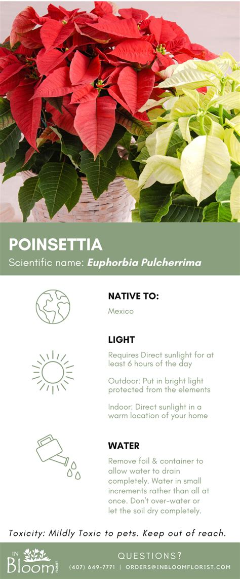 December Plant: Poinsettia | Poinsettia plant, Poinsettia care, Plant care