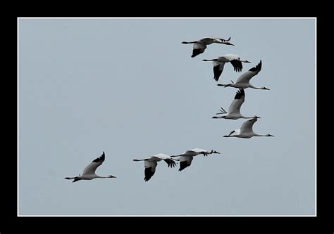 Whooping Cranes Continue Migration South « Whooping Crane Conservation ...