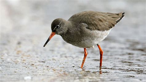 British Wading Birds - Redshank | Birds, Courser, Bird