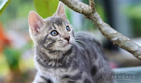 Blue Bengal Cats & Kittens for Sale 🐱 | Wild & Sweet Bengals