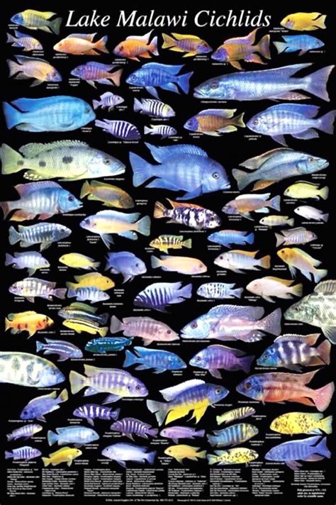 Lake Malawi Cichlid Types | Cichlid aquarium, African cichlids, Cichlids