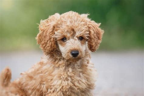 A Comprehensive Guide to the Toy Poodle - Animalso