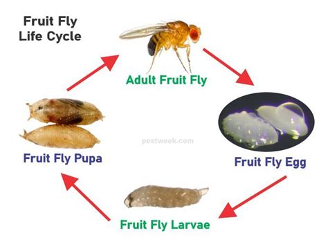 the fruit fly life cycle is shown in this graphic above it's ...