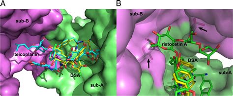 Sulfonation of glycopeptide antibiotics by sulfotransferase StaL ...