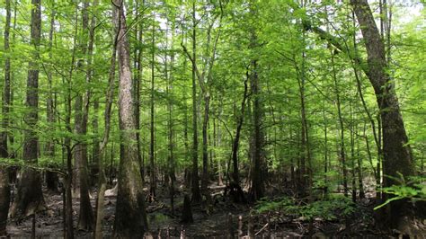 Creation of Big Thicket National Preserve - Big Thicket National ...